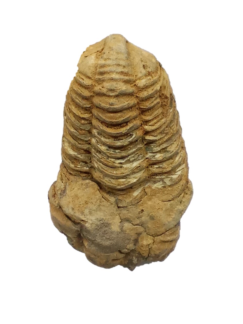 Trilobite - Paleozoico (570-245 millones de años)